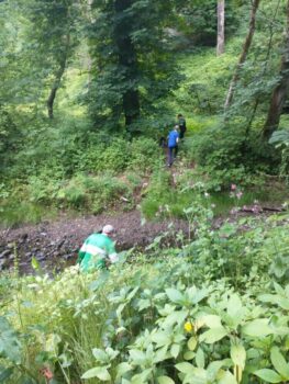 Typical June undergrowth.