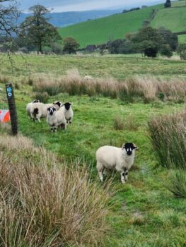Sheep guarding 147
