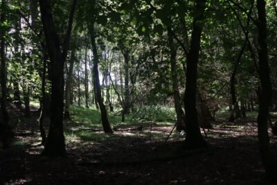 Wycoller woodland